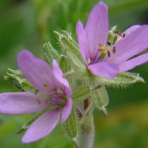 Photographie n°221997 du taxon Erodium moschatum (L.) L'Hér. [1789]