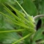  Ans Gorter - Erodium moschatum (L.) L'Hér. [1789]