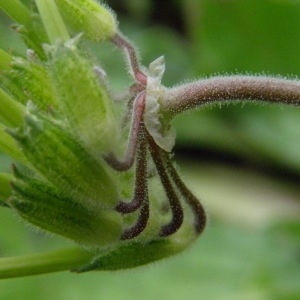 Photographie n°222000 du taxon Erodium moschatum (L.) L'Hér. [1789]