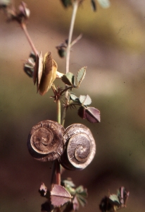 Liliane Roubaudi, le 27 mai 2001 (Neffiez)