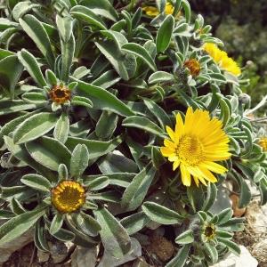 Photographie n°222038 du taxon Pallenis maritima (L.) Greuter [1997]