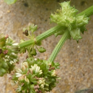 Photographie n°222072 du taxon Emex spinosa (L.) Campd. [1819]