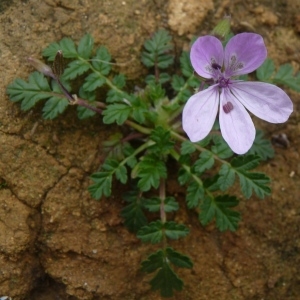 Photographie n°222076 du taxon Erodium primulaceum Welw. ex Lange [1855]