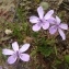  Ans Gorter - Erodium primulaceum Welw. ex Lange [1855]