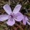  Ans Gorter - Erodium primulaceum Welw. ex Lange [1855]