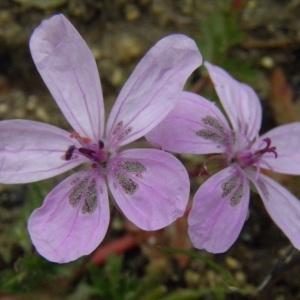 Photographie n°222080 du taxon Erodium primulaceum Welw. ex Lange [1855]