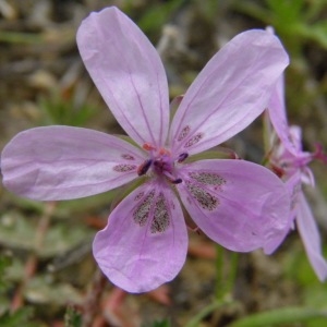 Photographie n°222081 du taxon Erodium primulaceum Welw. ex Lange [1855]