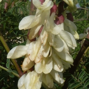 Astragalus lusitanicus Lam.