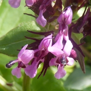 Fedia scorpioides Dufr.