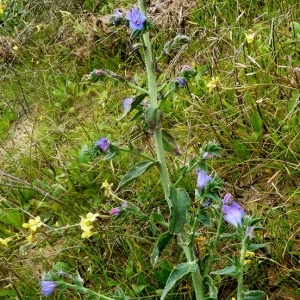 Photographie n°222098 du taxon Echium L. [1753]