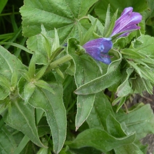 Photographie n°222102 du taxon Echium L. [1753]