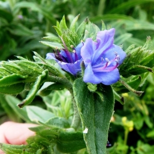 Photographie n°222103 du taxon Echium L. [1753]