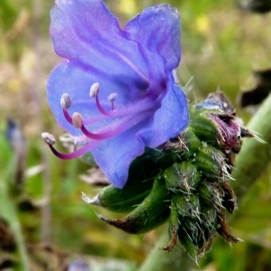 Photographie n°222104 du taxon Echium L. [1753]