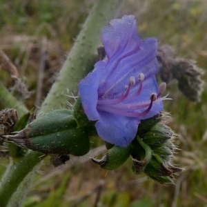 Photographie n°222105 du taxon Echium L. [1753]