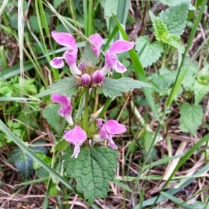 Photographie n°222107 du taxon Lamium maculatum (L.) L. [1763]