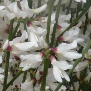 Genista monosperma (L.) Lam. (Rétama à une graine)