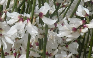 Ans Gorter, le  8 février 2014 (Province de Cadix (Barbate))