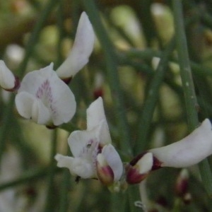 Photographie n°222125 du taxon Genista monosperma (L.) Lam. [1788]