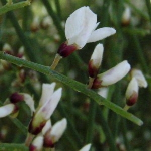 Photographie n°222126 du taxon Genista monosperma (L.) Lam. [1788]