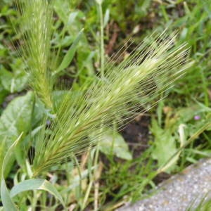 Photographie n°222131 du taxon Hordeum murinum L. [1753]