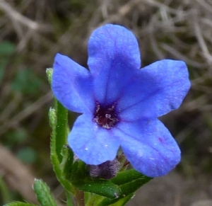 Ans Gorter, le 28 février 2014 (Portugal, Est-Algarve)