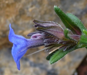 Ans Gorter, le 28 février 2014 (Portugal, Est-Algarve)