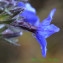  Bernard Andrieu - Lithodora fruticosa (L.) Griseb. [1844]