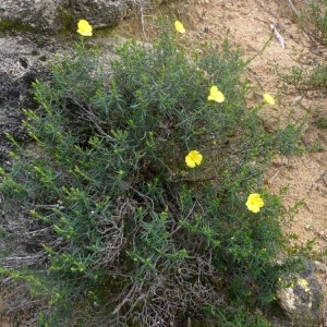 Photographie n°222155 du taxon Cistus calycinus L. [1771]