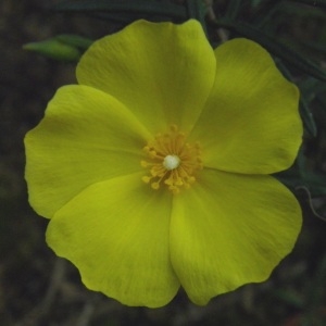 Halimium calycinum Koch