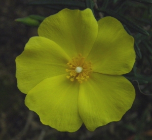 Ans Gorter, le  8 février 2014 (Province de Cadix (Barbate))