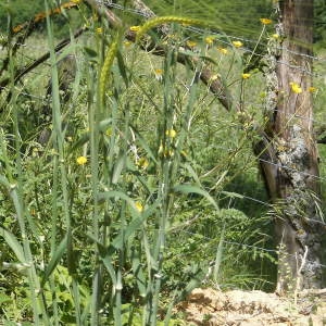 Photographie n°222161 du taxon Hordeum vulgare L. [1753]