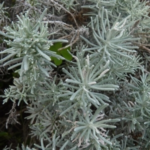 Photographie n°222163 du taxon Helichrysum italicum subsp. serotinum (DC.) P.Fourn. [1939]
