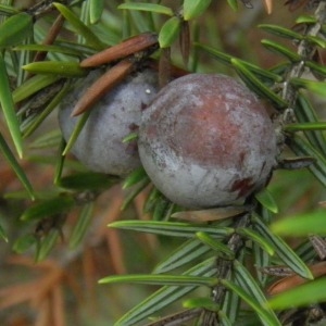 Juniperus oxycedrus subsp. macrocarpa (Sm.) Ball (Genévrier à gros fruits)