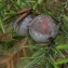  Ans Gorter - Juniperus oxycedrus subsp. macrocarpa (Sm.) Ball [1878]