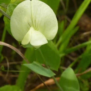 Lathyrus aphyllus Gray (Gesse aphaca)