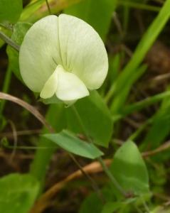 Ans Gorter, le 28 février 2014 (Portugal, Est-Algarve)