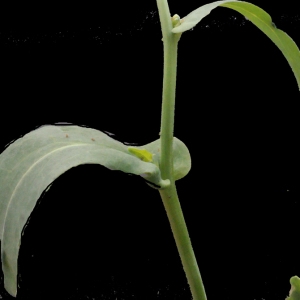  - Brassica napus L. [1753]