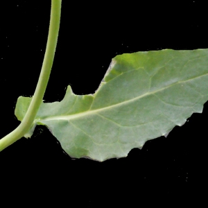 Photographie n°222183 du taxon Brassica napus L. [1753]