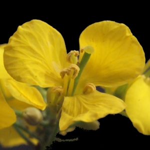  - Brassica napus L. [1753]