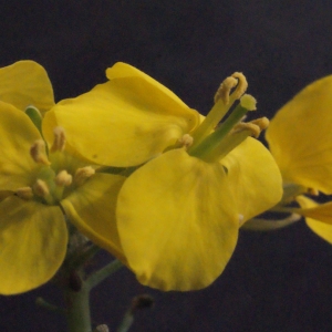 Photographie n°222189 du taxon Brassica napus L. [1753]