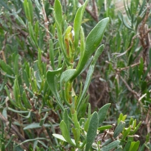 Photographie n°222192 du taxon Limoniastrum monopetalum (L.) Boiss. [1848]