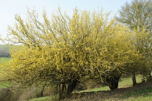 Gérard RENAULT, le 14 mars 2014 (Mazerny (Martimont))