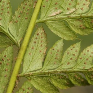 Photographie n°222199 du taxon Polystichum aculeatum (L.) Roth [1799]