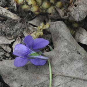 Photographie n°222214 du taxon Viola riviniana Rchb. [1823]