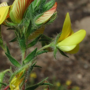 Photographie n°222232 du taxon Ononis natrix L.