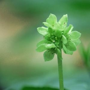 Photographie n°222235 du taxon Adoxa moschatellina L. [1753]