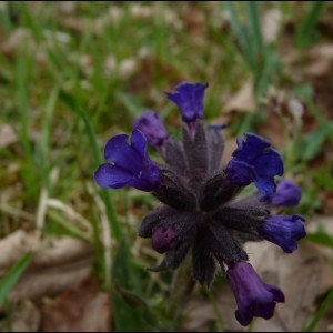 Photographie n°222241 du taxon Pulmonaria L. [1753]