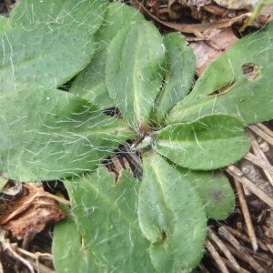 Photographie n°222245 du taxon Hieracium pilosella L. [1753]