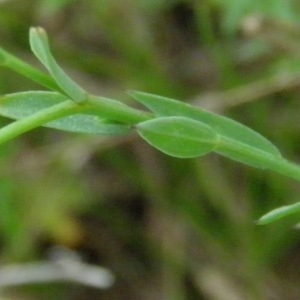 Photographie n°222257 du taxon Linum usitatissimum L. [1753]