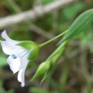 Photographie n°222259 du taxon Linum usitatissimum L. [1753]